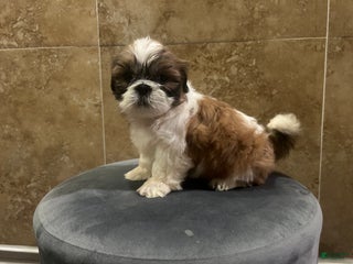 Shih Tzu dogs Shih Tzu Puppy 4 - Ad 4