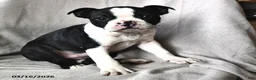 Boston Terrier dogs for sale: Princess - Ad 3