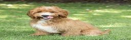 Cavapoo dogs for sale: Happy Cavapoo  - Ad 1