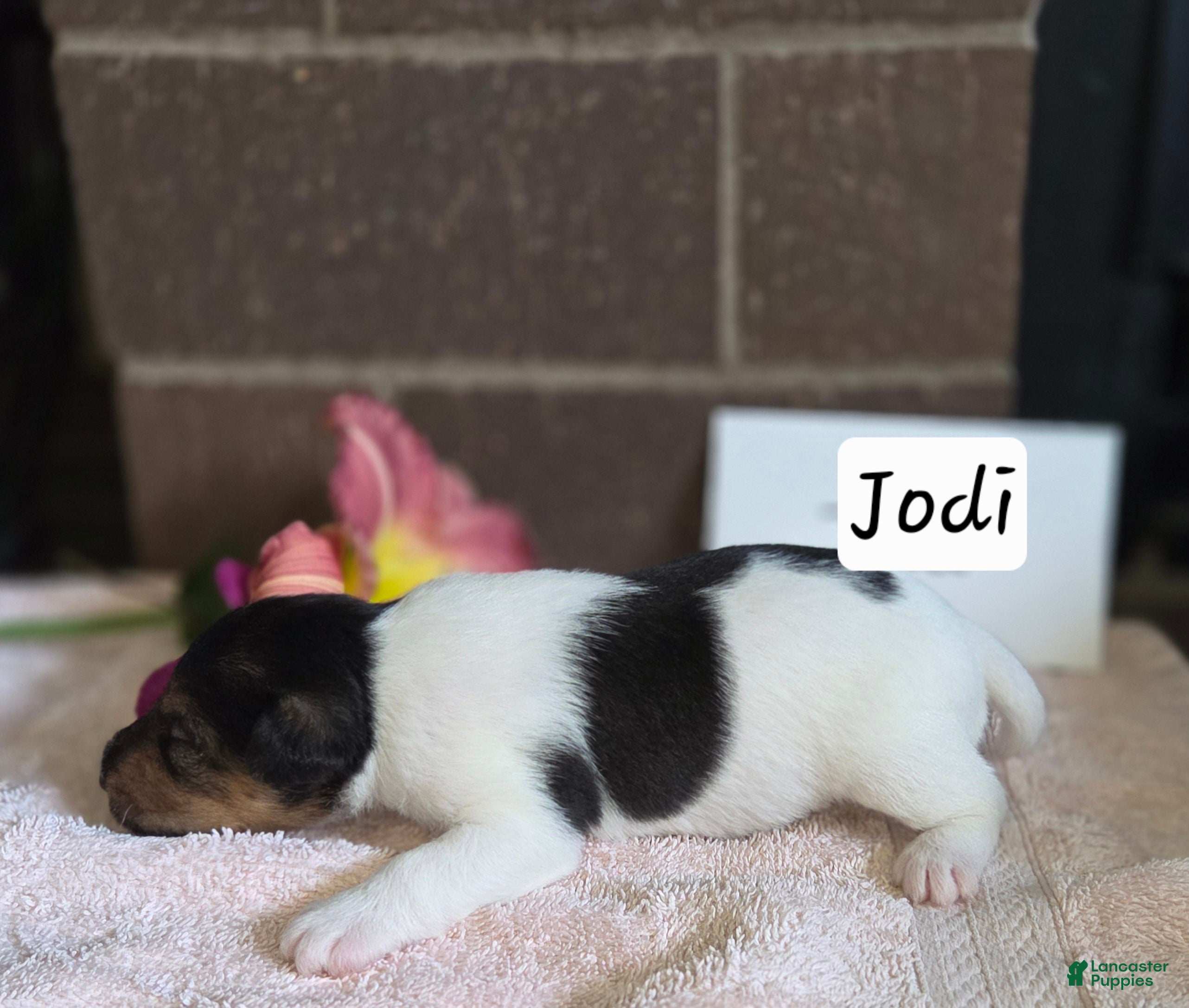 Wire Fox Terrier dogs (Jodi) Wire Fox Terrier 1  - Ad 2