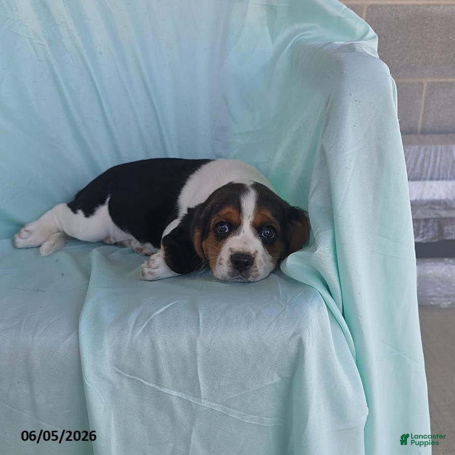 Beaglier dogs Smokey - Ad 1