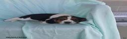 Beaglier dogs for sale: Smokey - Ad 1