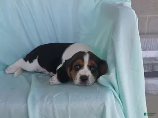 Beaglier dogs for sale: Smokey - Ad 3