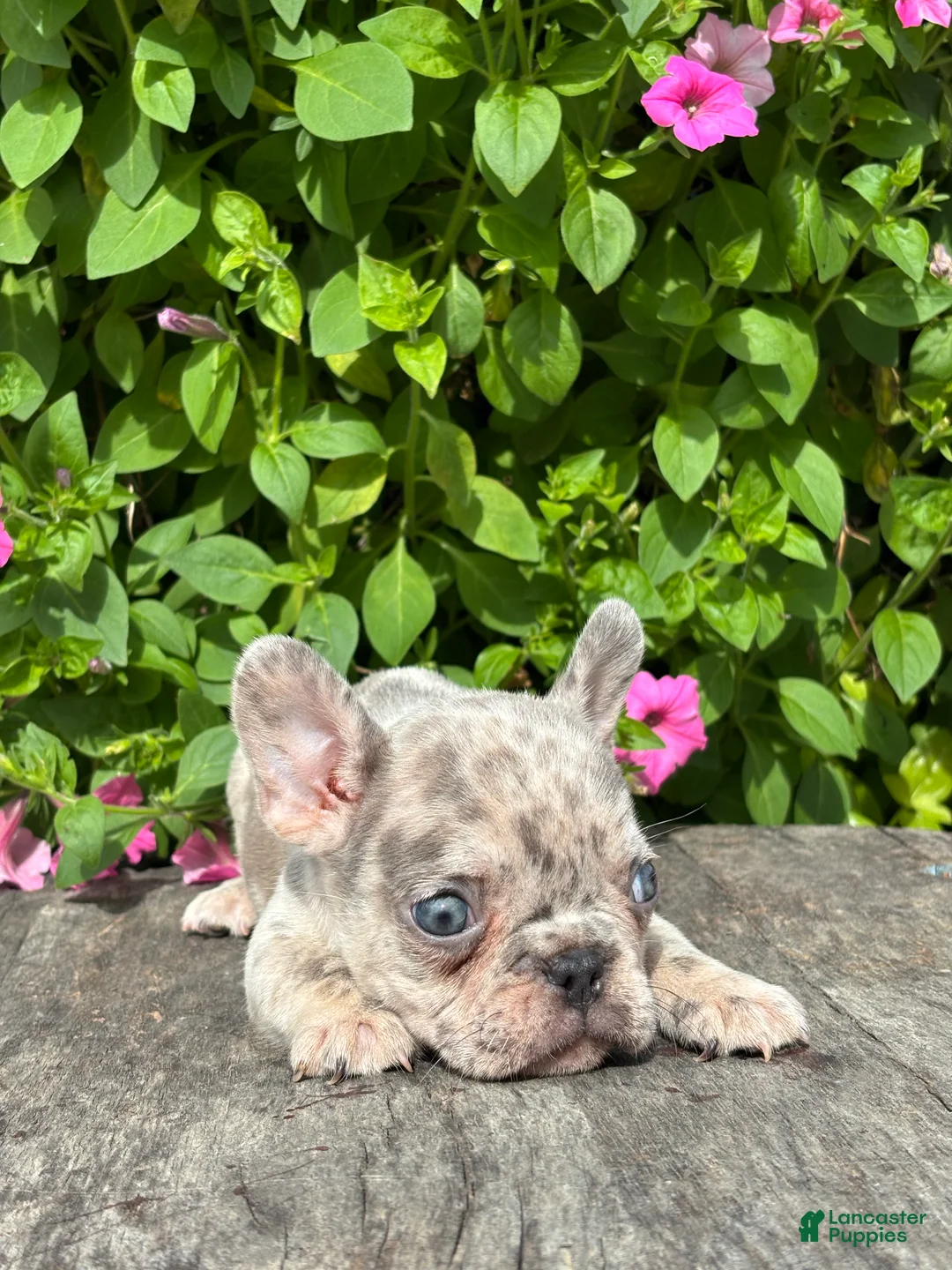French Bulldog dogs for sale: Sean - Ad 3