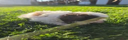 Havanese dogs for sale: Havanese 26105-05 (Female) - Ad 2