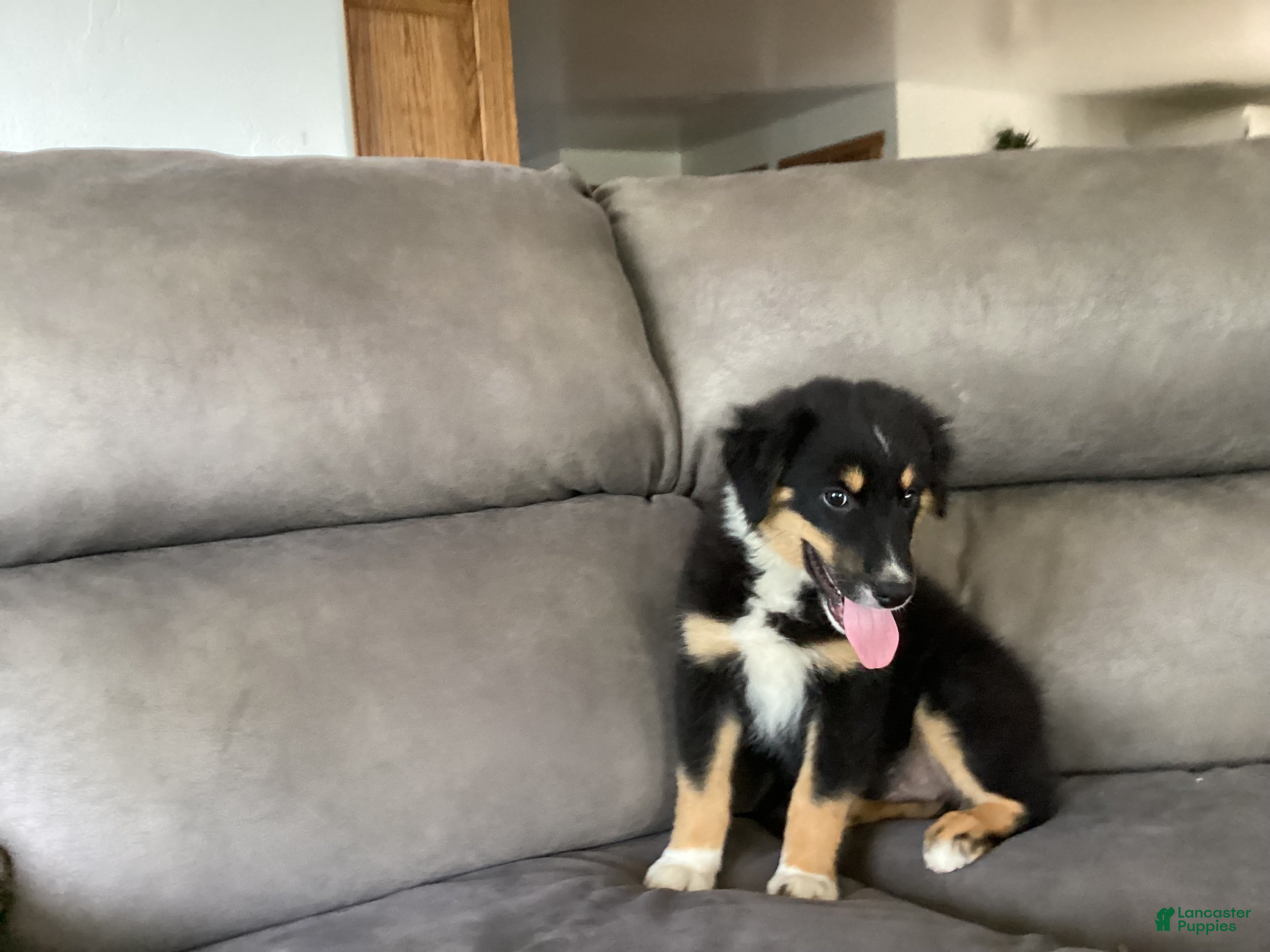 Australian Shepherd dogs Pansy - Ad 1