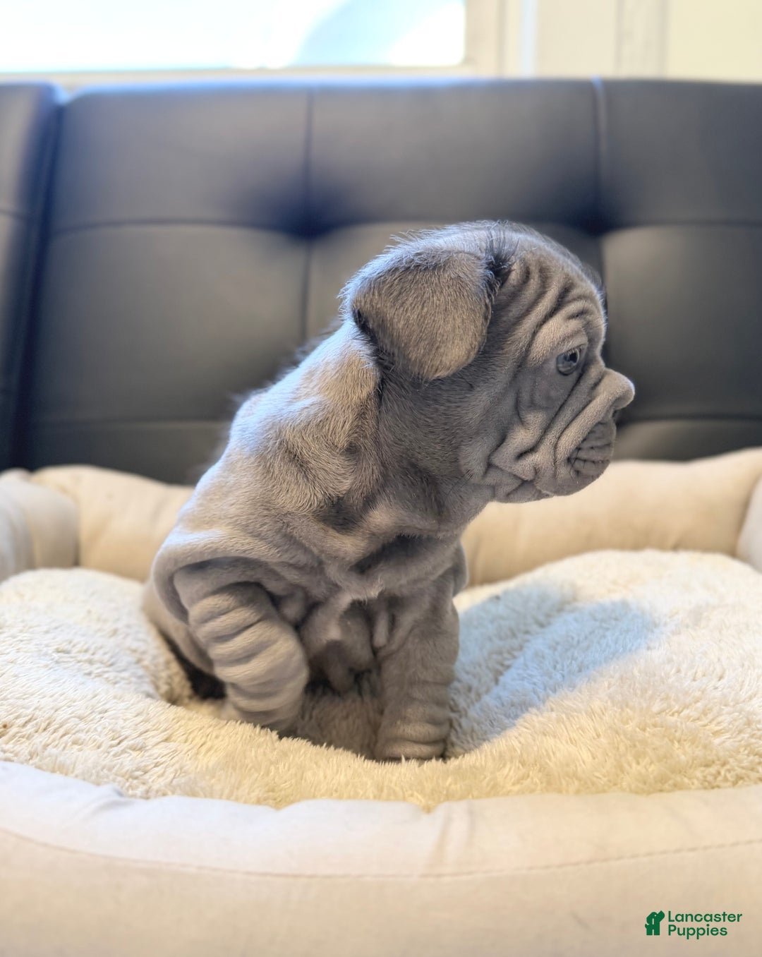 French Bulldog dogs for sale: French Bulldog Puppy 3 - Ad 1