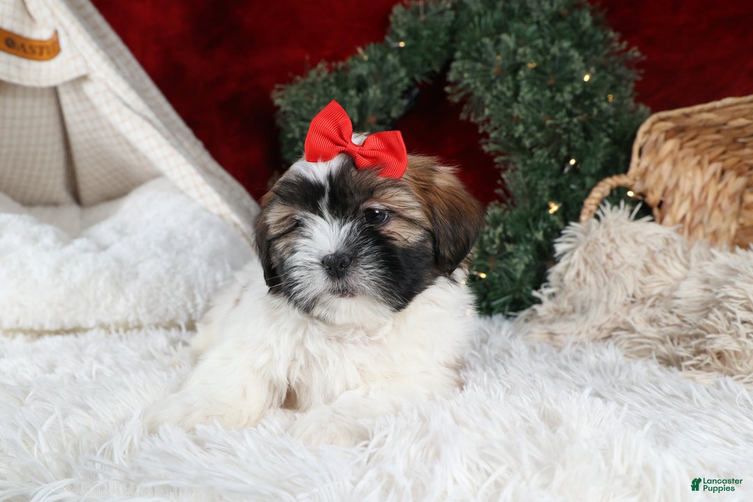 Shih Tzu dogs for sale: Joey - Ad 20