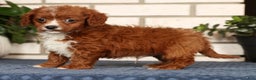 Cavapoo dogs for sale: Duane - Ad 3