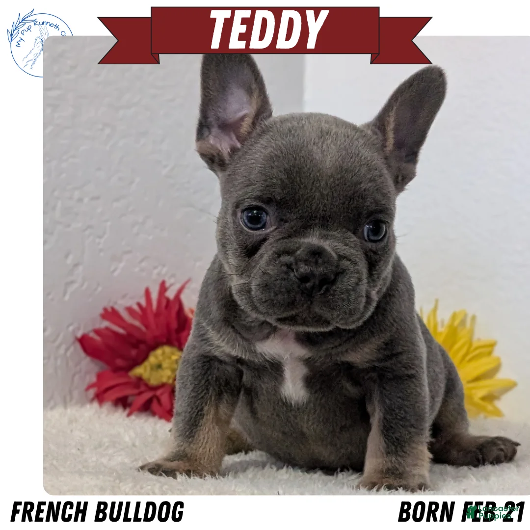 French Bulldog dogs for sale: Teddy - Ad 1