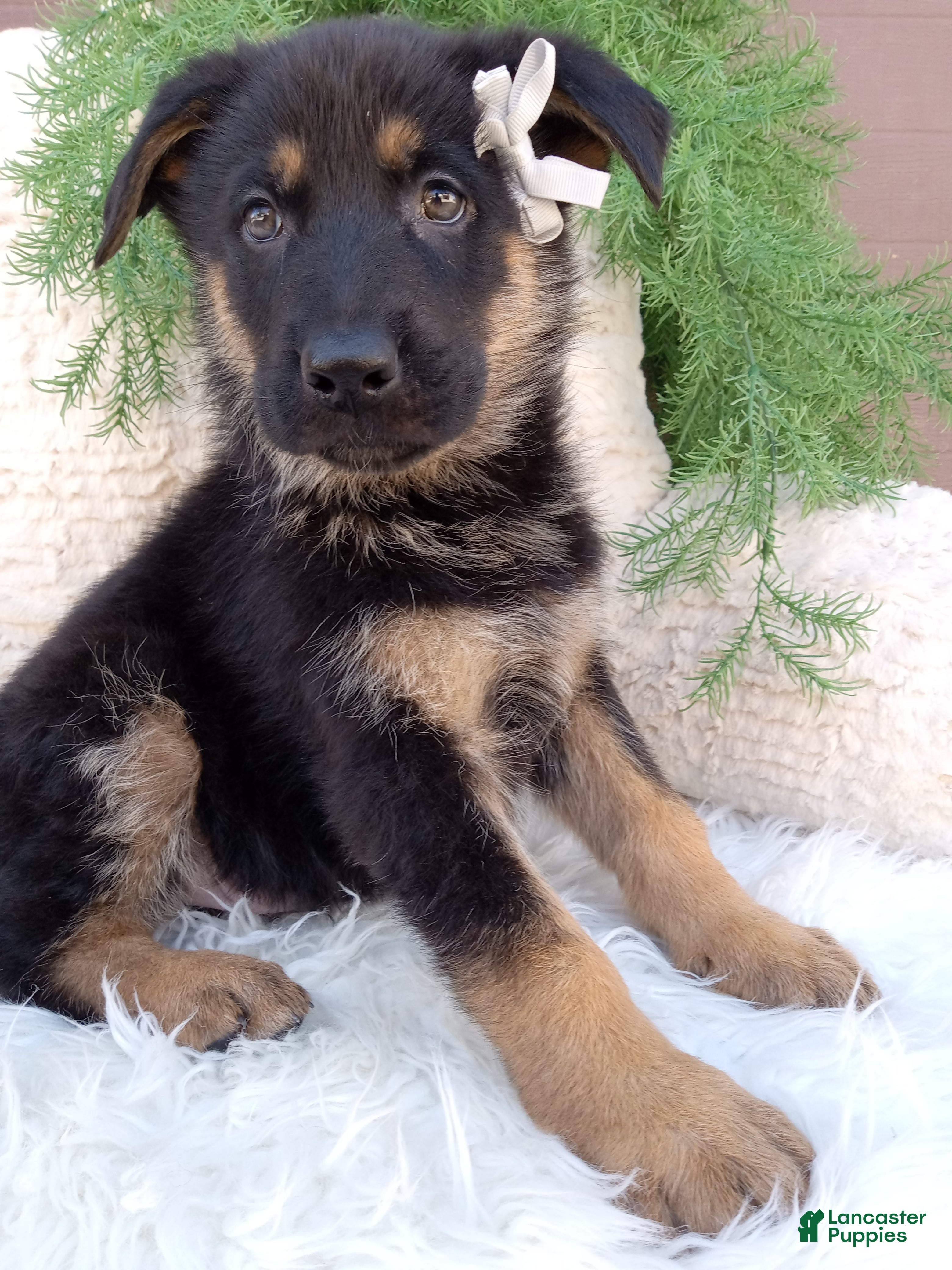 German Shepherd dogs Dallas- Special  - Ad 2