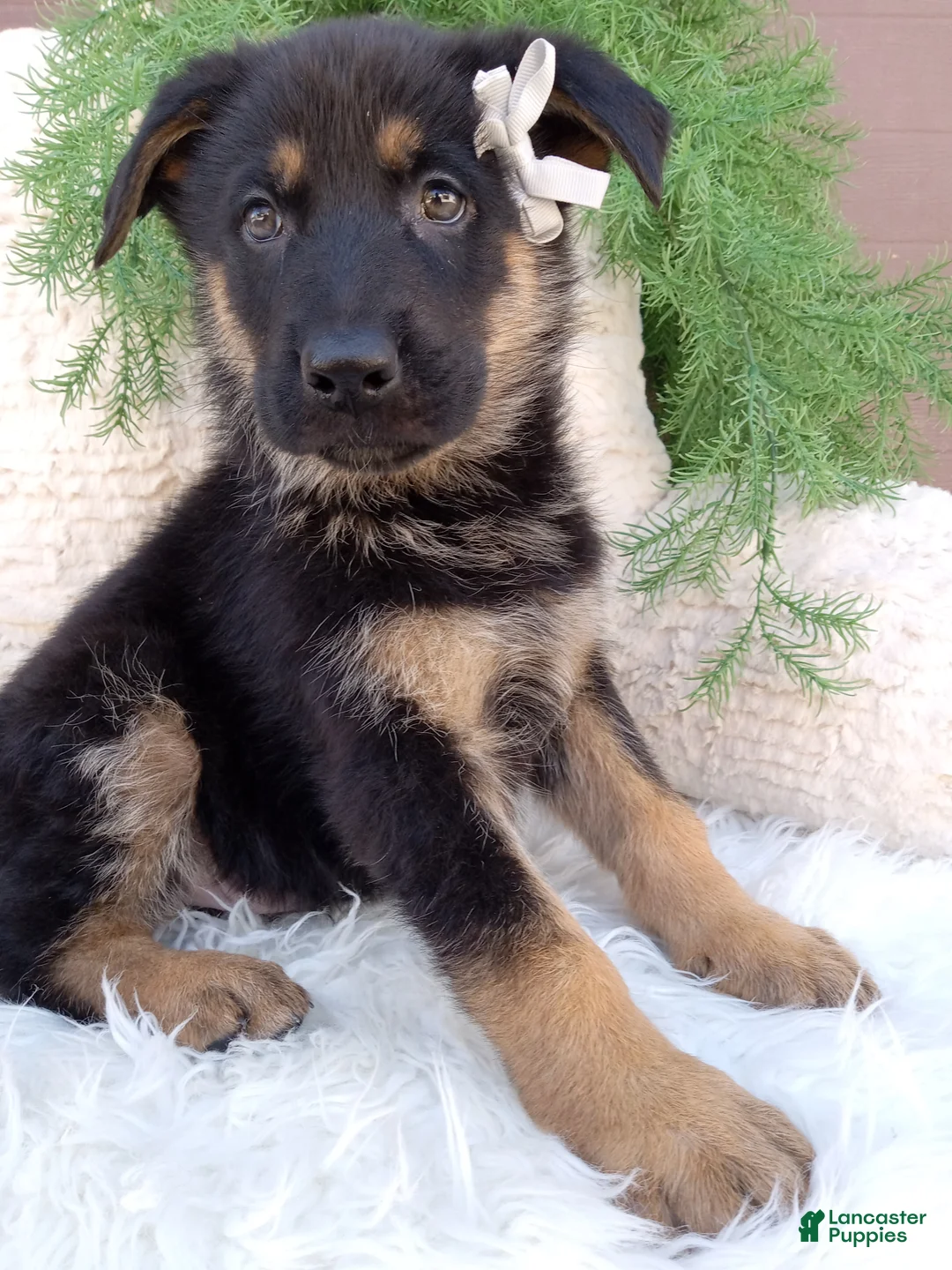 German Shepherd dogs for sale: Dallas- Special  - Ad 2