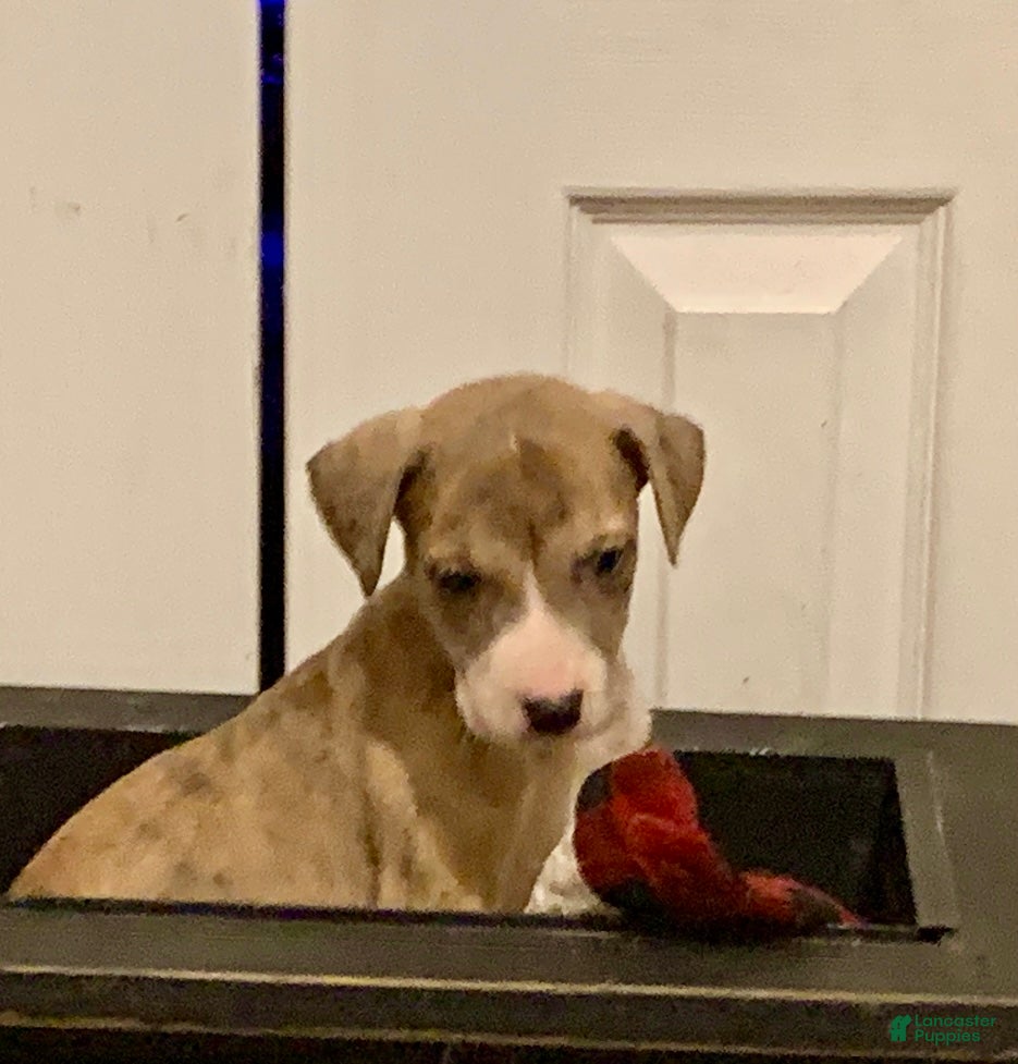 Great Dane dogs Harry - Ad 9