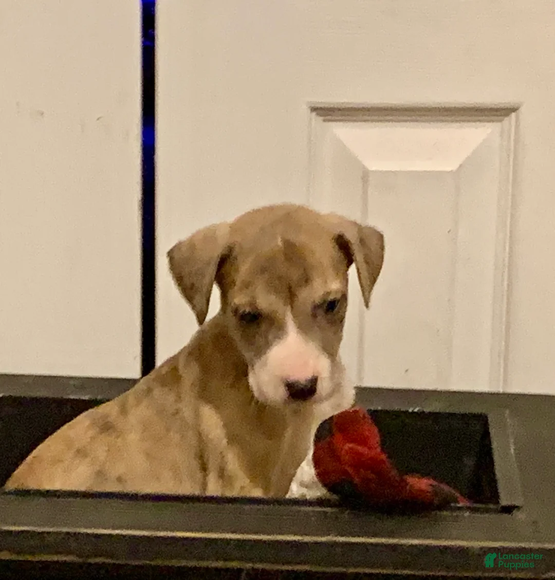 Great Dane dogs for sale: Harry - Ad 1