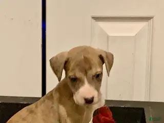 Great Dane dogs Harry - Ad 9