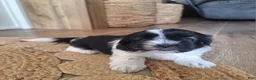 Shih Tzu dogs for sale: Daisy  - Ad 6