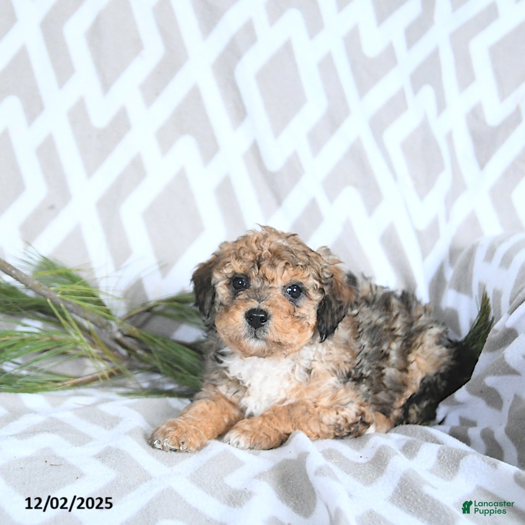 Maltipoo dogs for sale: Noelle - Ad 4