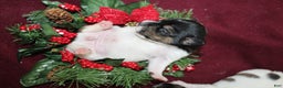 Jack Russell Terrier dogs for sale: PeppermintPatty - Ad 3