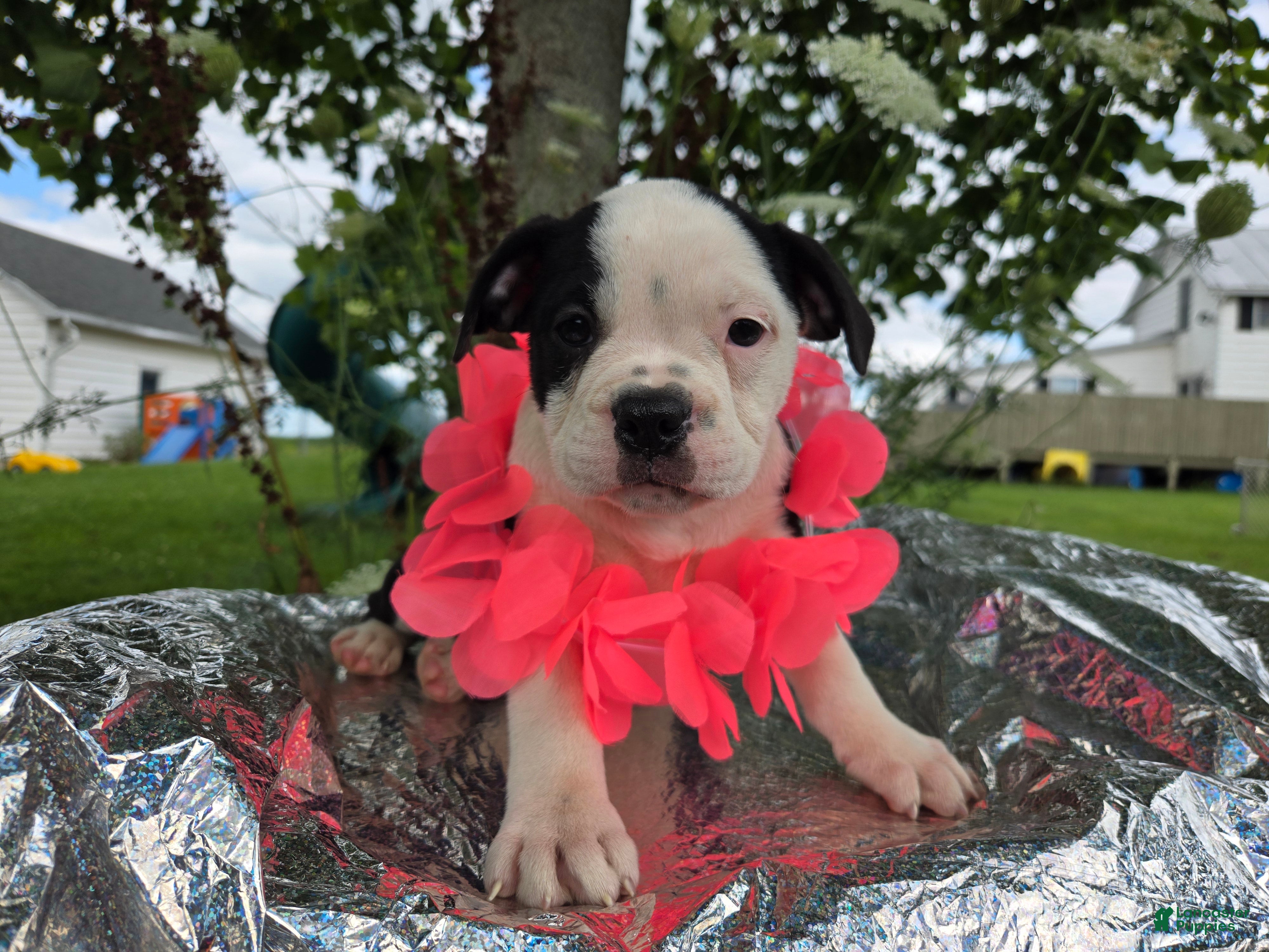 Olde English Bulldogge dogs Bopeep - Ad 1