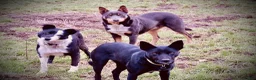 Australian Kelpie dogs for sale: Australian Kelpie 1/4 Mcnab Border Collie - Ad 9