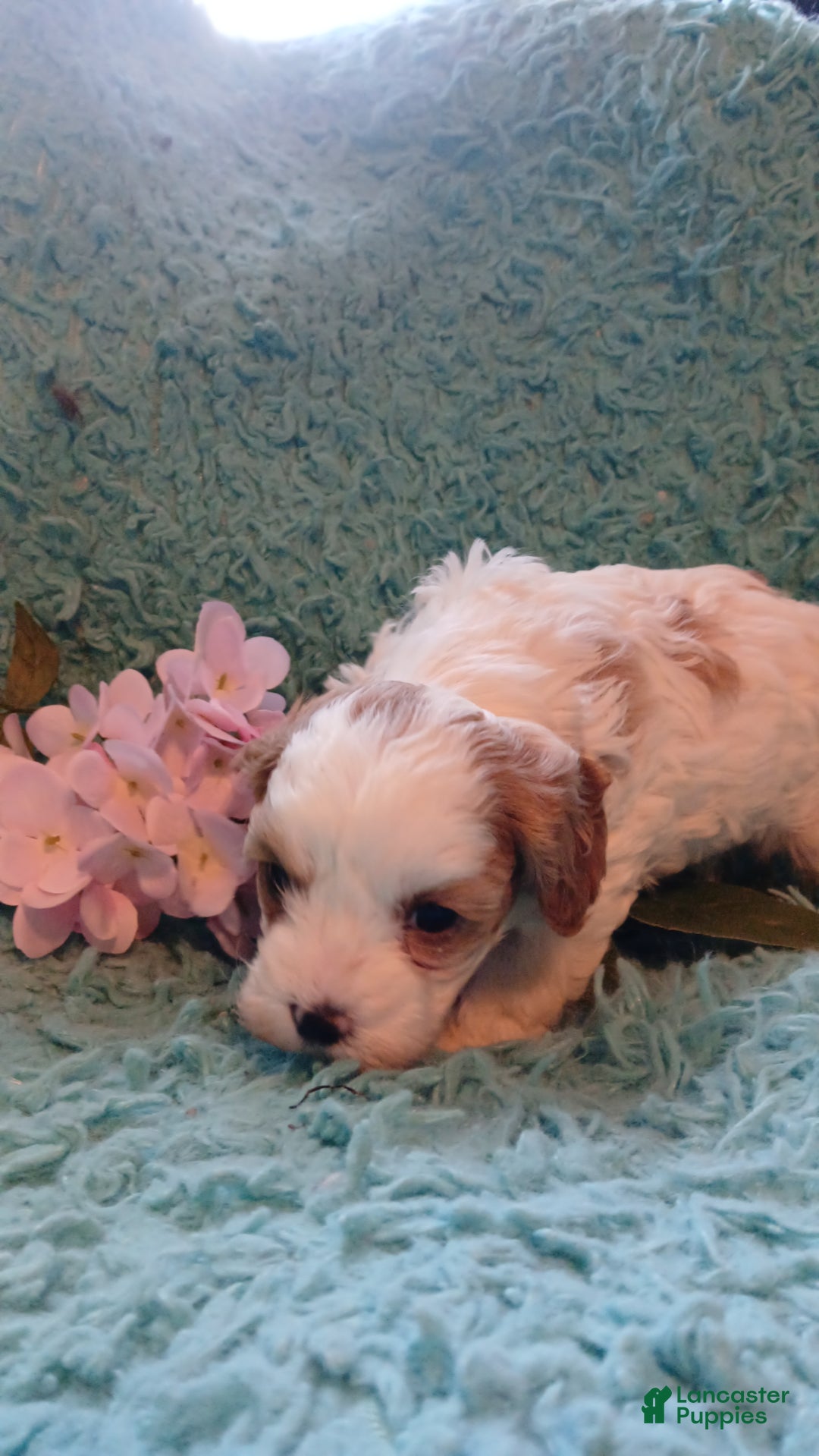 Cavapoo dogs for sale: Daisy - Ad 9