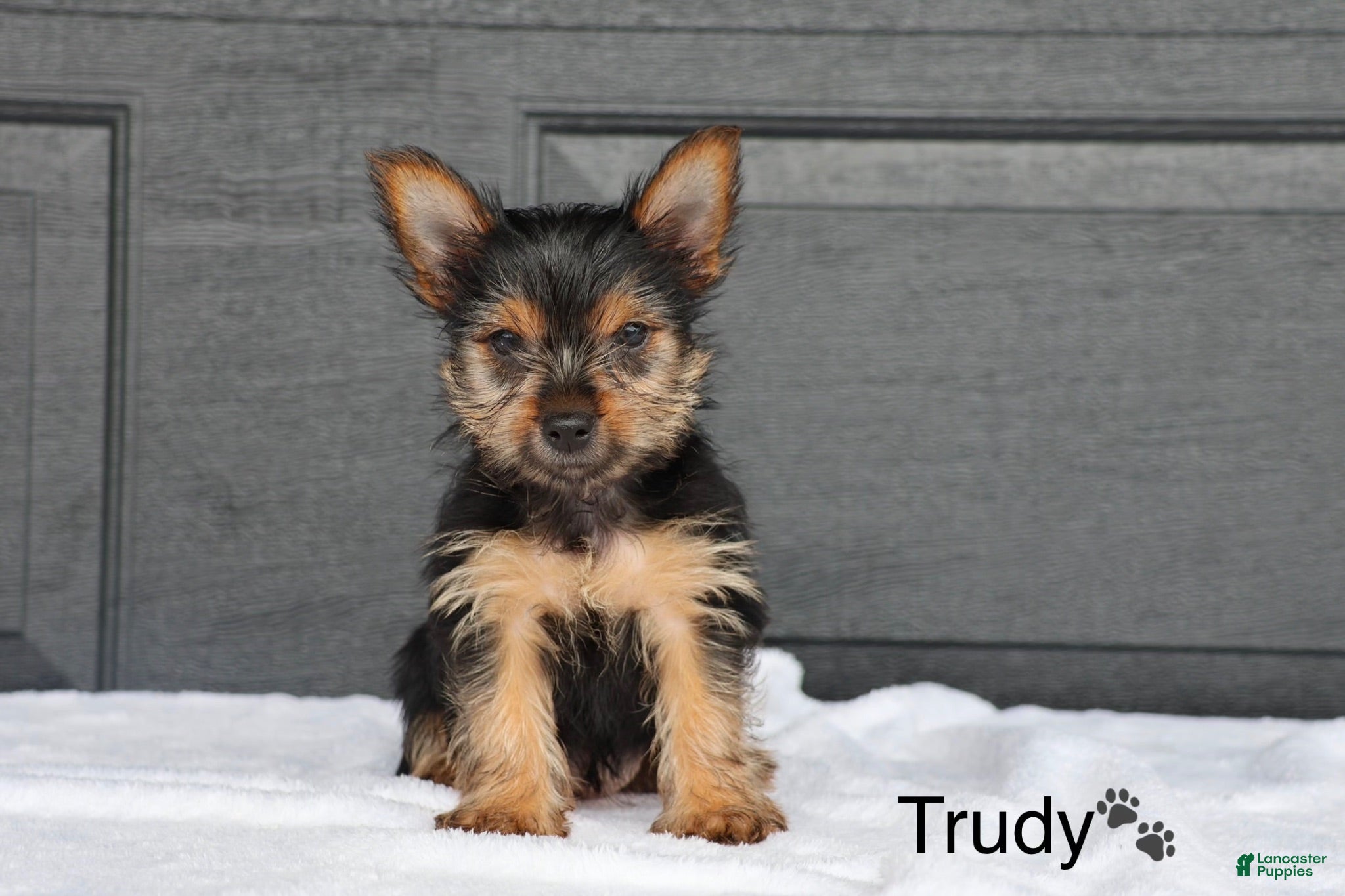 Yorkshire Terrier dogs Trudy - Ad 1