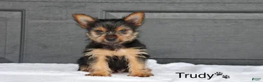 Trudy