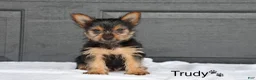 Yorkshire Terrier dogs for sale: Trudy - Ad 1