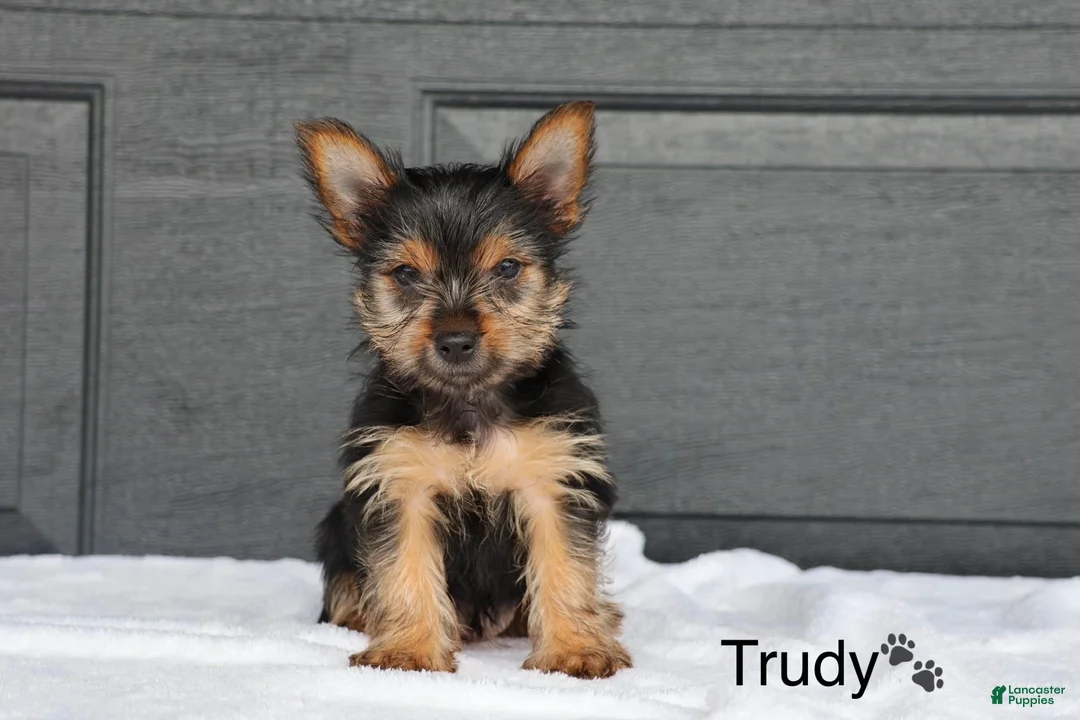 Yorkshire Terrier dogs for sale: Trudy - Ad 1