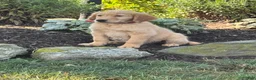 Golden Retriever dogs for sale: Kevin - Ad 4