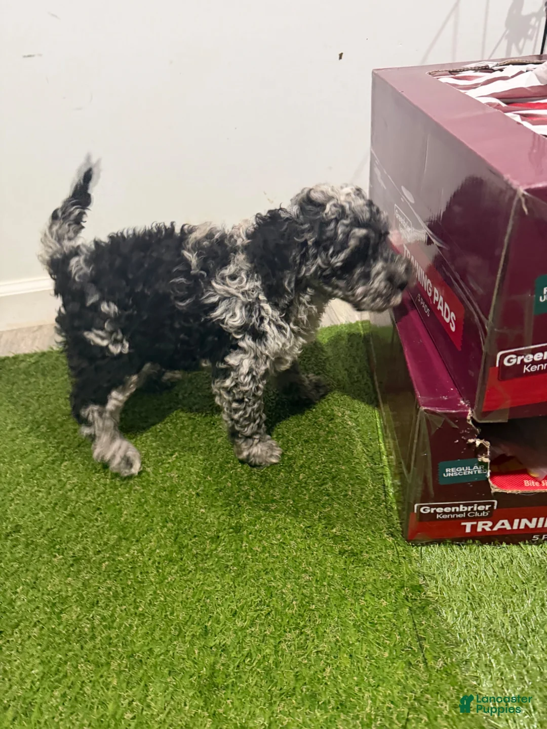 Cockapoo dogs for sale: Oreo - Ad 2