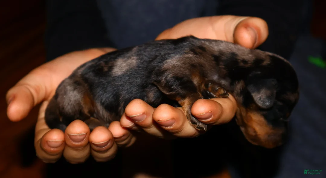 Miniature Dachshund dogs for sale: Two Face - Ad 4