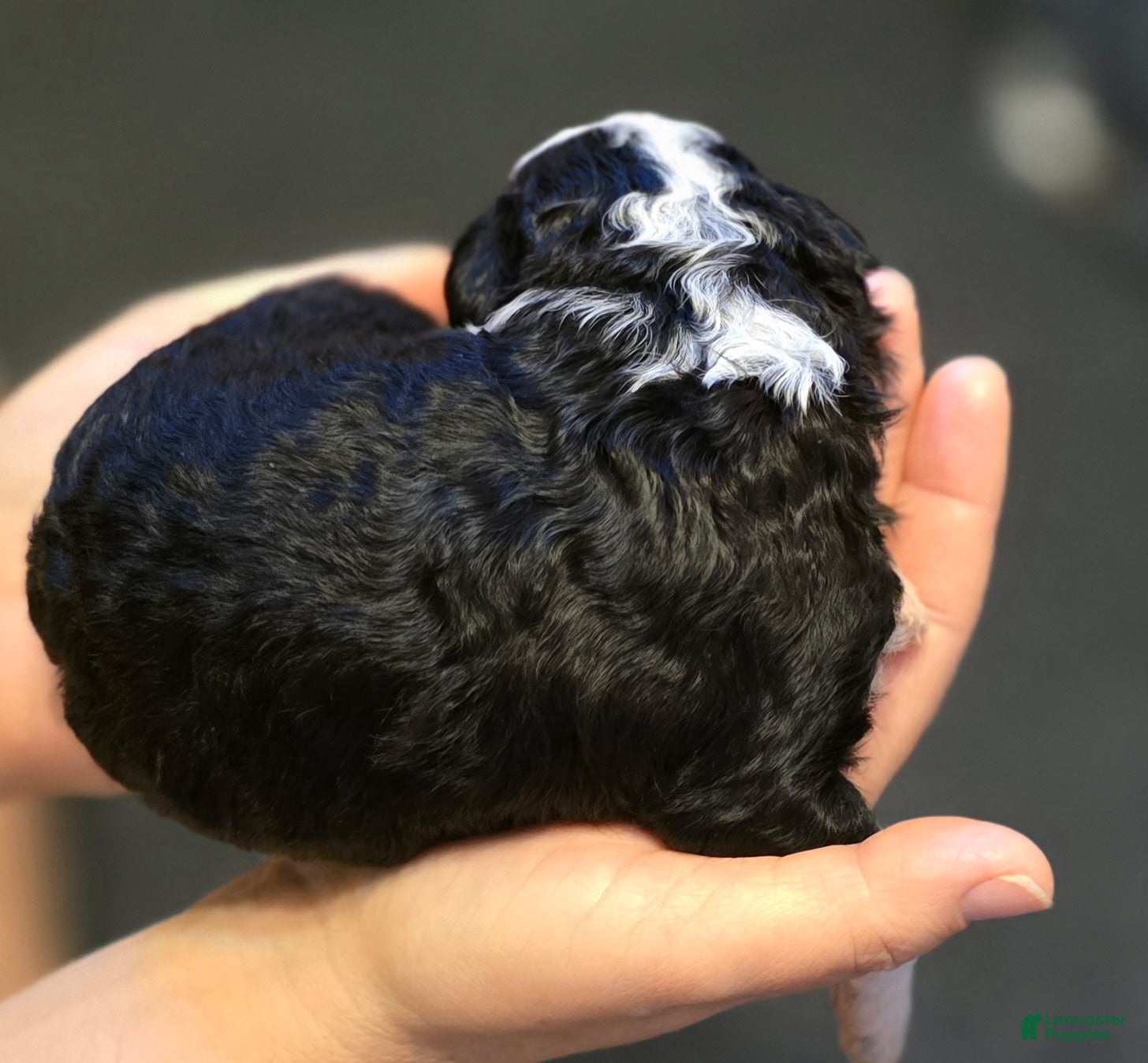 Mini Bernedoodle dogs Draven - Ad 2