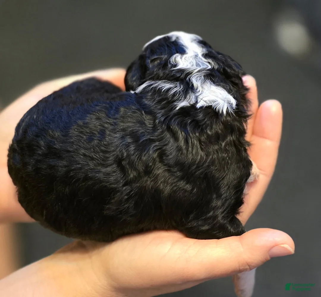 Mini Bernedoodle dogs for sale: Draven - Ad 2