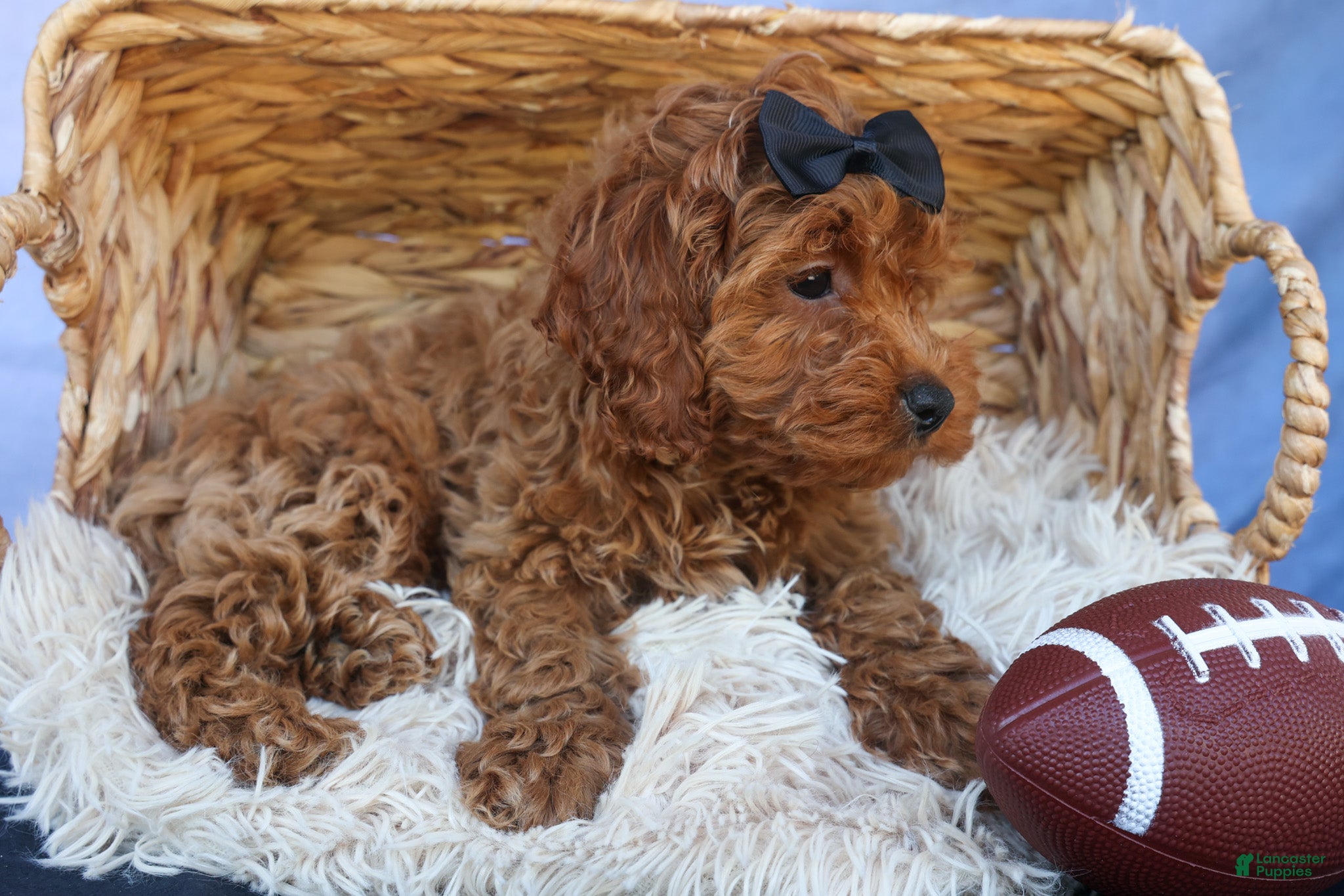 Cavapoo dogs for sale: ROMEO - Ad 2