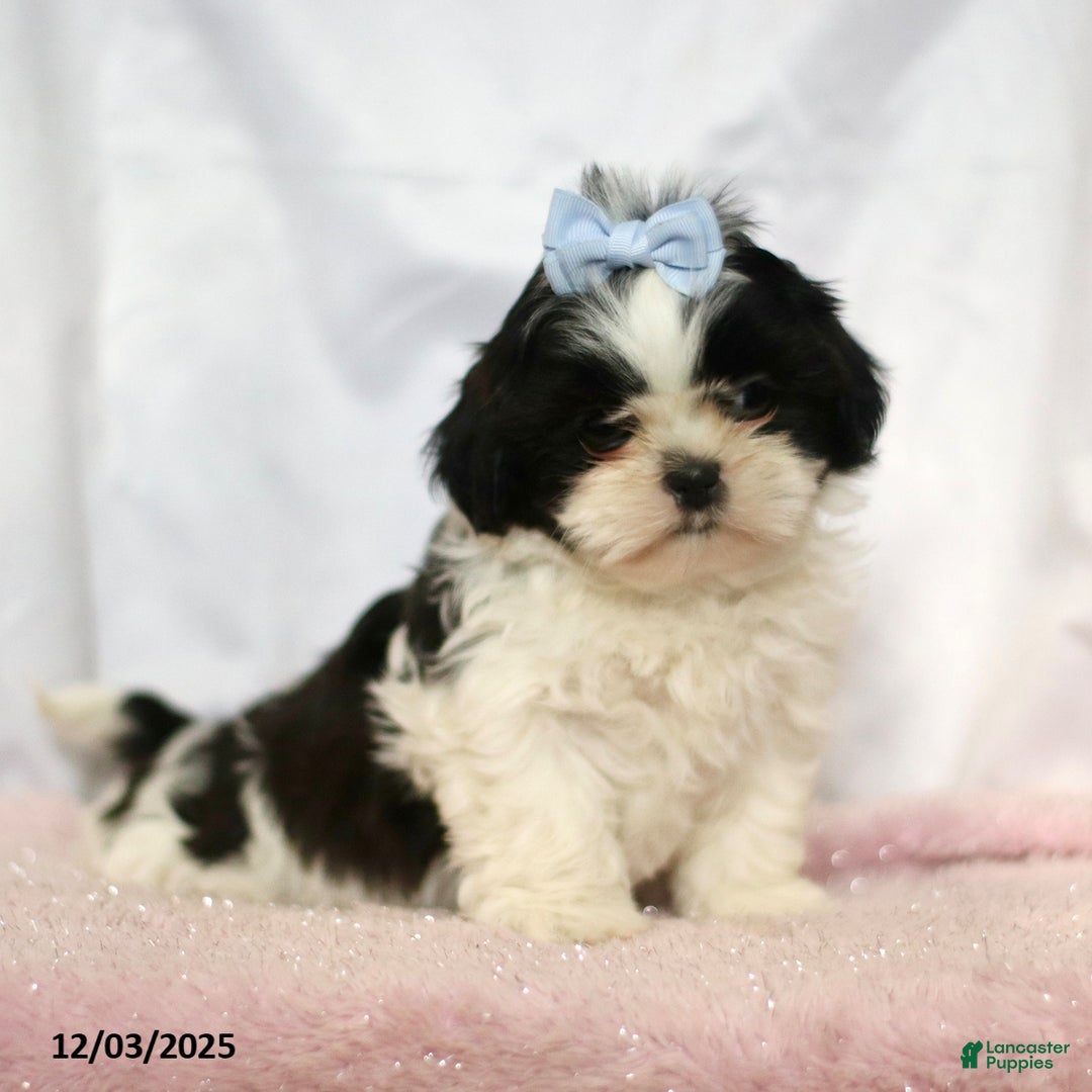 Shih Tzu dogs for sale: Janet - Ad 5