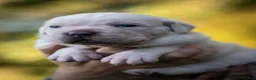 Cane Corso dogs for sale: Midnight Groove’s Kiss Of Life- Sade - Ad 3