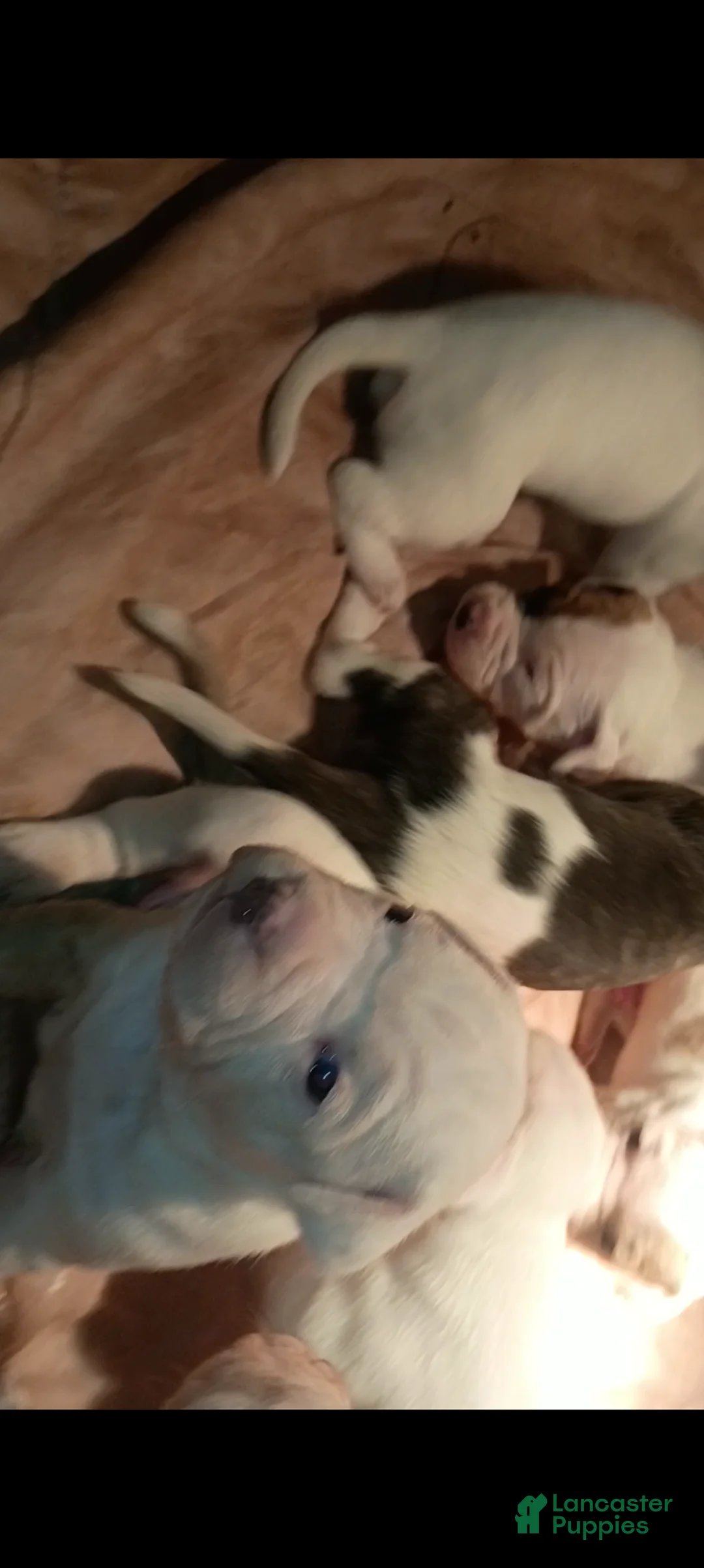 American Staffordshire Terrier dogs for sale: American Staffordshire Terrier Puppy 6 - Ad 10