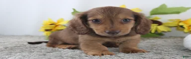 Oscar