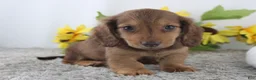 Miniature Dachshund dogs for sale: Oscar - Ad 1