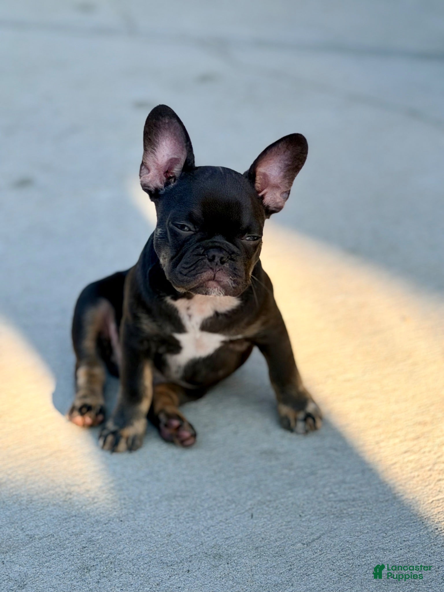 French Bulldog dogs Meridius - Ad 2