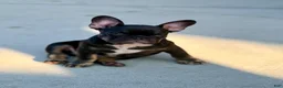 French Bulldog dogs for sale: Meridius - Ad 2