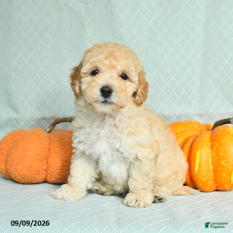 Maltipoo dogs Tanner - Ad 2