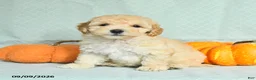 Maltipoo dogs for sale: Tanner - Ad 2