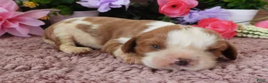 #3 Male (Lulu's)