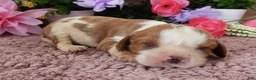 Cavalier King Charles Spaniel dogs for sale: #3 Male (Lulu's) - Ad 1