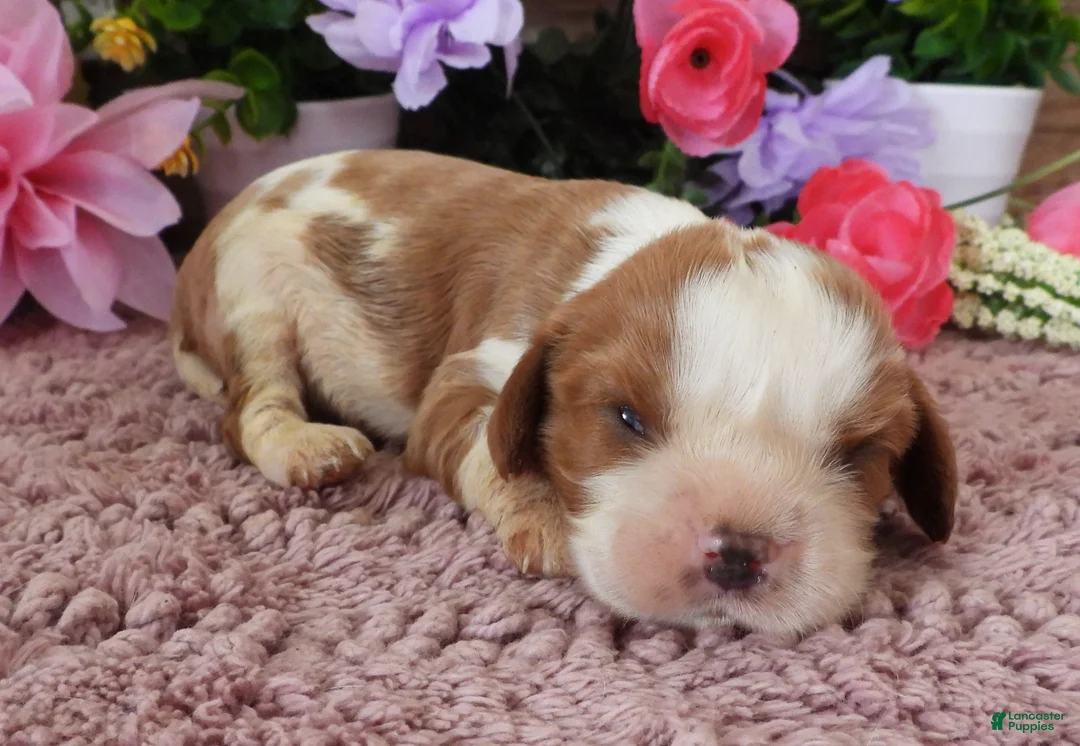 Cavalier King Charles Spaniel dogs for sale: #3 Male (Lulu's) - Ad 1