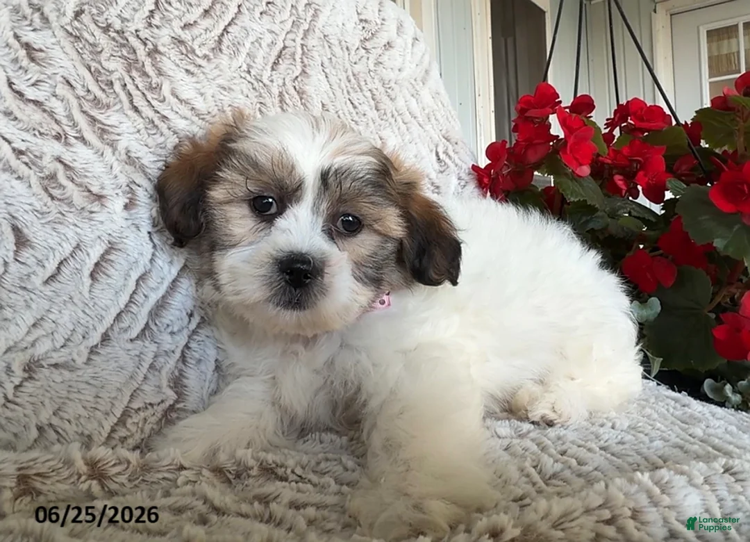Teddy Bear dogs for sale: Olive - Ad 3