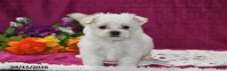 Maltese dogs for sale: Ollie - Ad 3