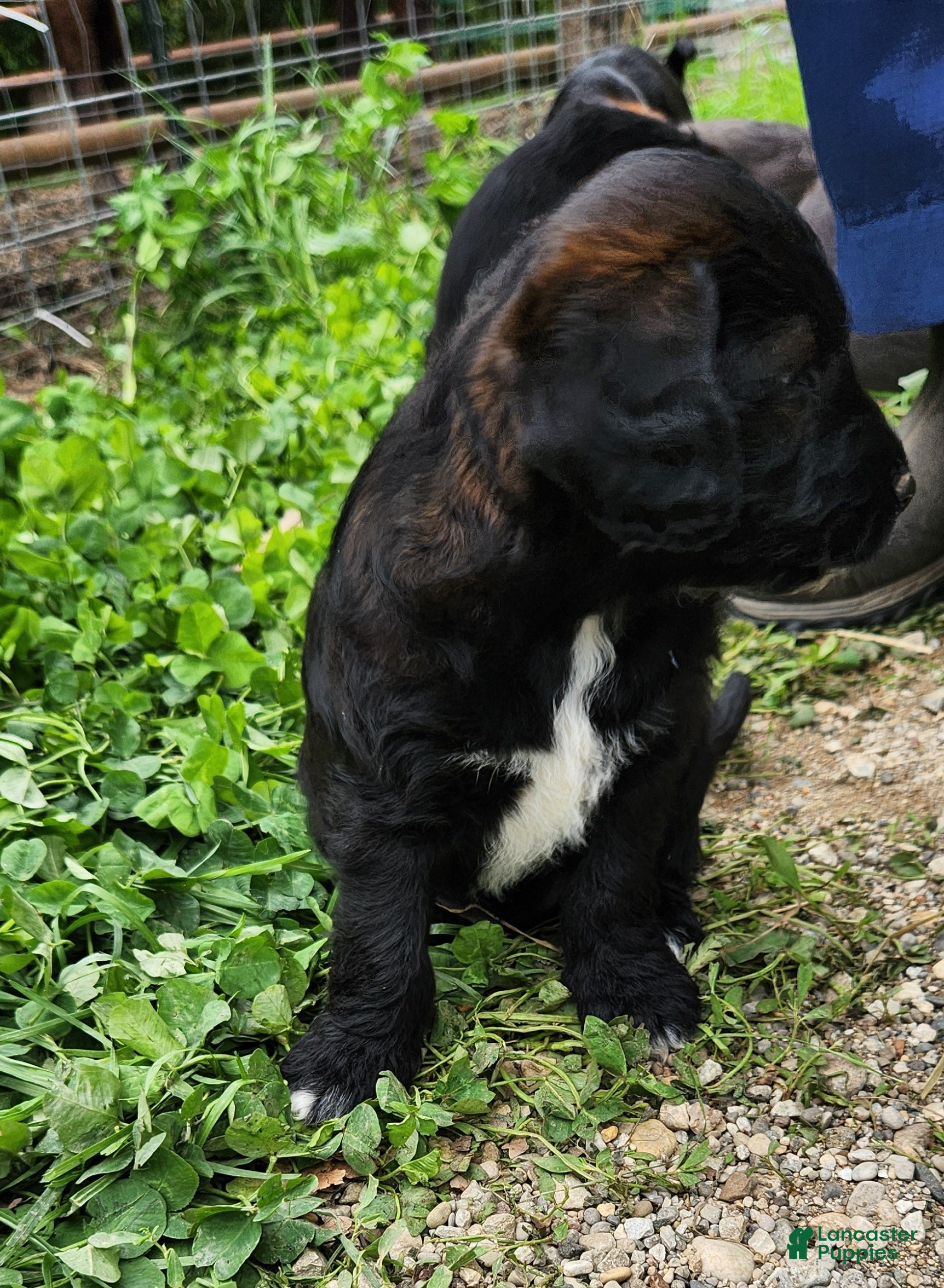 Labradoodle dogs for sale: Mr Blue - Ad 4